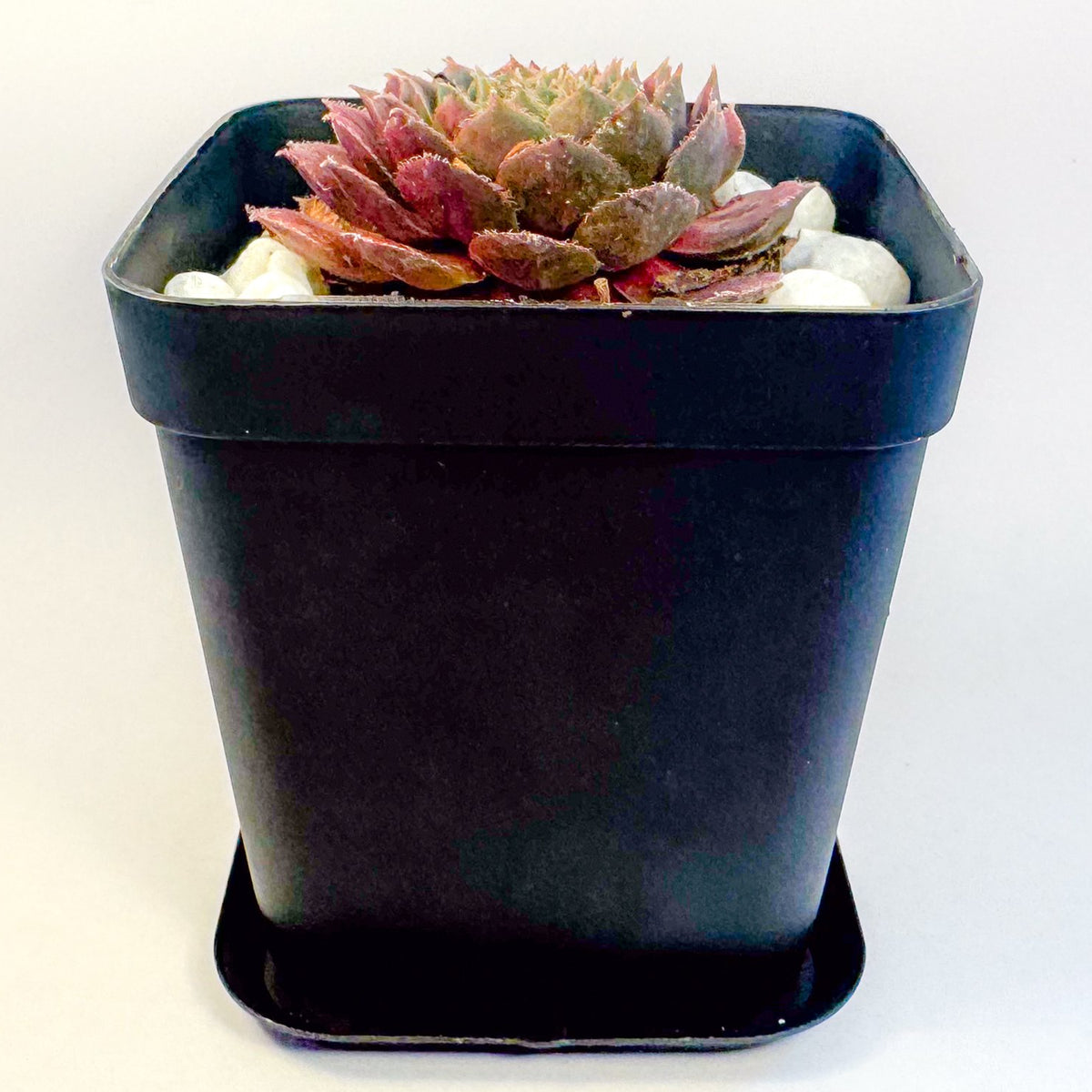 Potted Succulent Set of 6 in Black Plant Pots, Mini Sedum & Houseleek Plants, UK Grown Christmas Plant Gift
