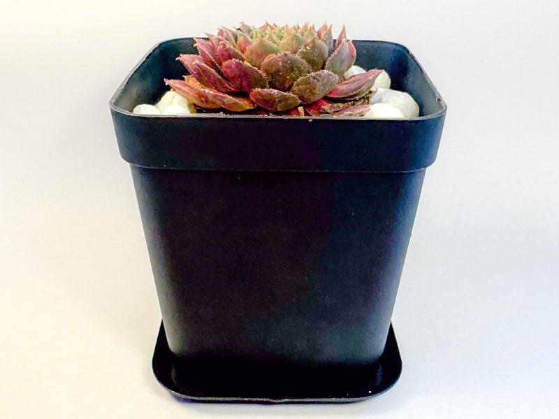 Potted Succulent Set of 6 in Black Plant Pots, Mini Sedum & Houseleek Plants, UK Grown Christmas Plant Gift