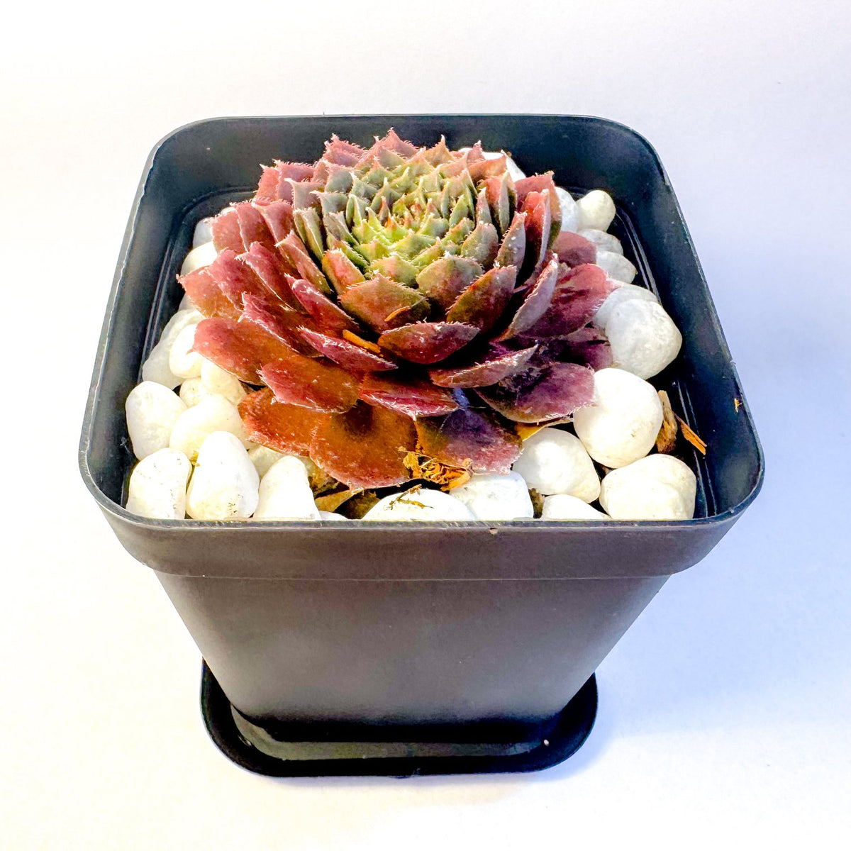 Potted Succulent Set of 6 in Black Plant Pots, Mini Sedum & Houseleek Plants, UK Grown Christmas Plant Gift