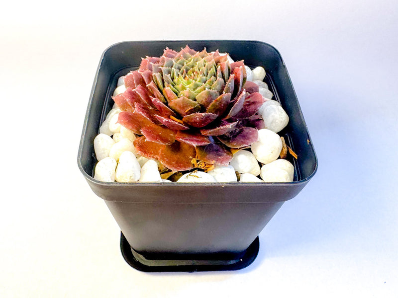 Potted Succulent Set of 6 in Black Plant Pots, Mini Sedum & Houseleek Plants, UK Grown Christmas Plant Gift