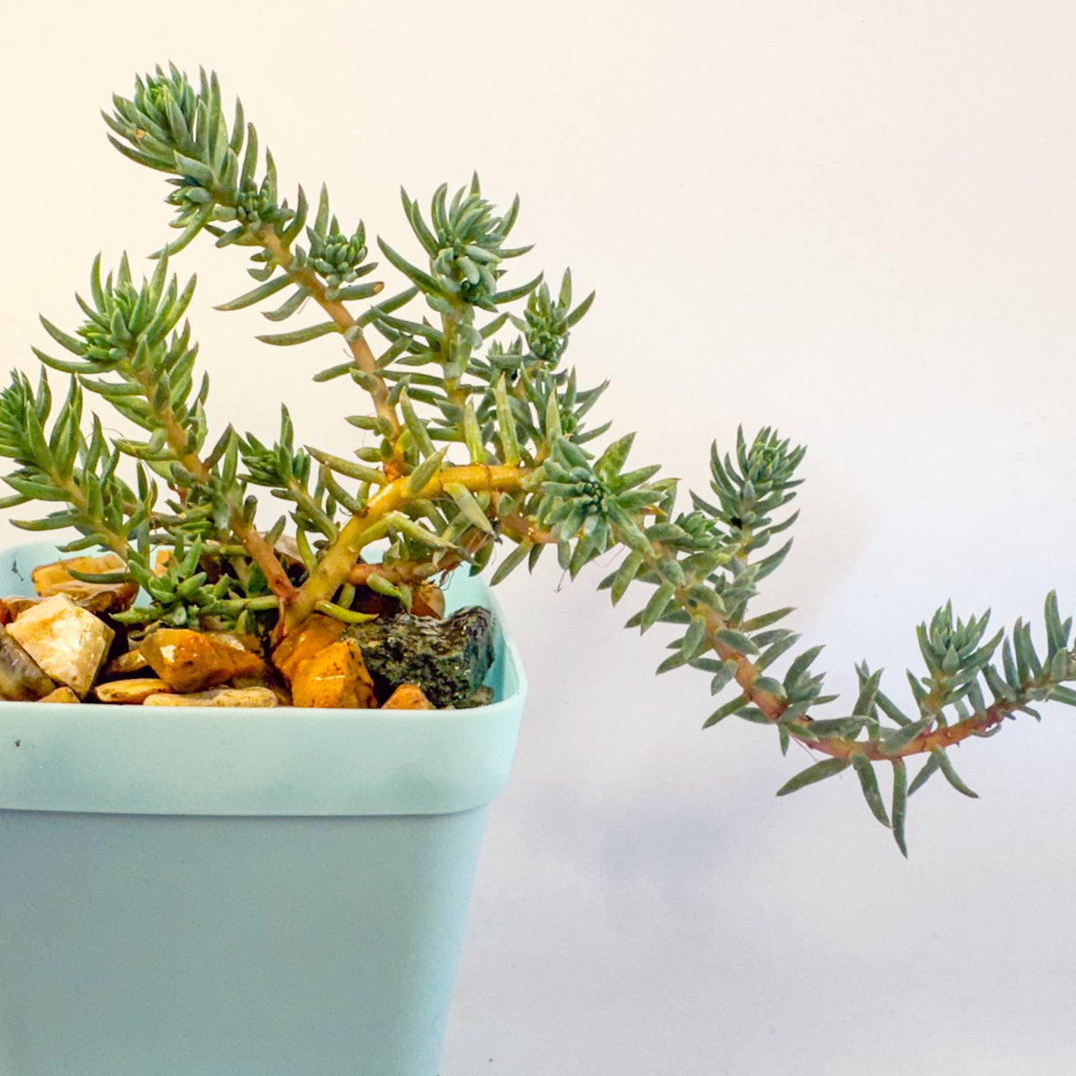 Sedum Rupestre Blue Spruce Stonecrop in 6cm Blue Pot, Hardy Trailing Succulent, UK Grown Small Plant Gift