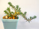 Sedum Rupestre Blue Spruce Stonecrop in 6cm Blue Pot, Hardy Trailing Succulent, UK Grown Small Plant Gift