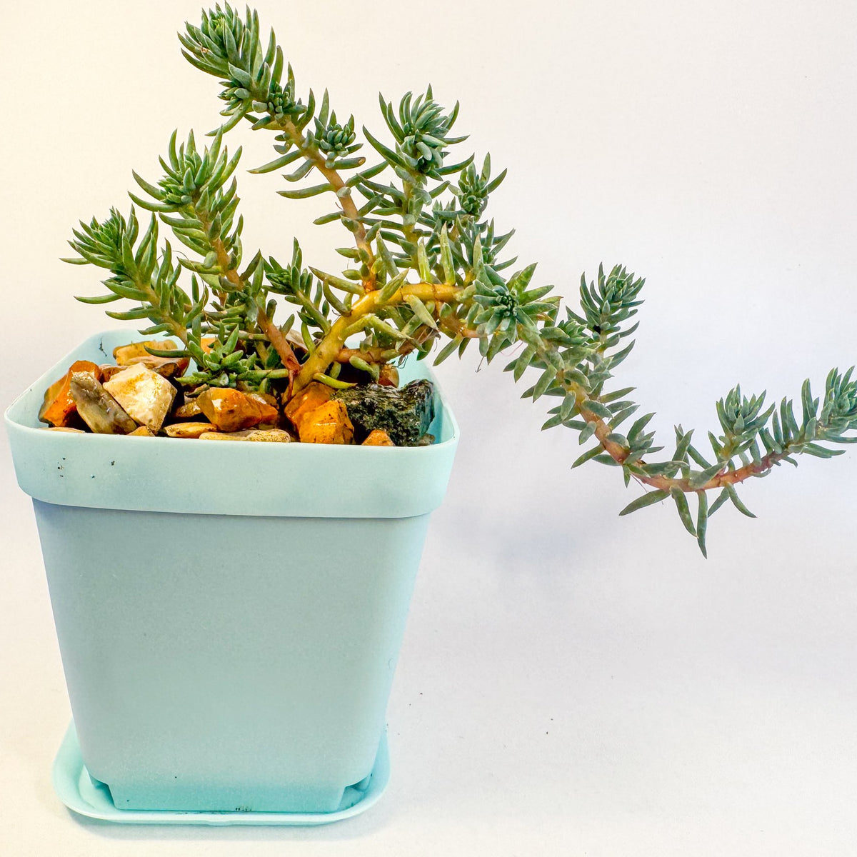 Sedum Rupestre Blue Spruce Stonecrop in 6cm Blue Pot, Hardy Trailing Succulent, UK Grown Small Plant Gift