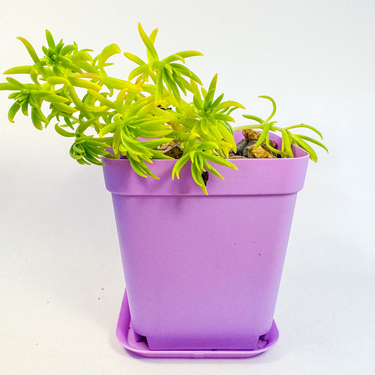 Lemon Coral Sedum in Pink Pot, Bright Lime Succulent, Hardy Mini Potted Plant, UK Grown Small Plant Gift