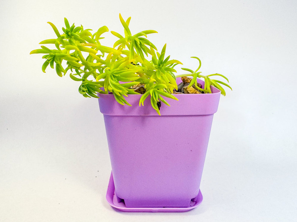 Lemon Coral Sedum in Pink Pot, Bright Lime Succulent, Hardy Mini Potted Plant, UK Grown Small Plant Gift