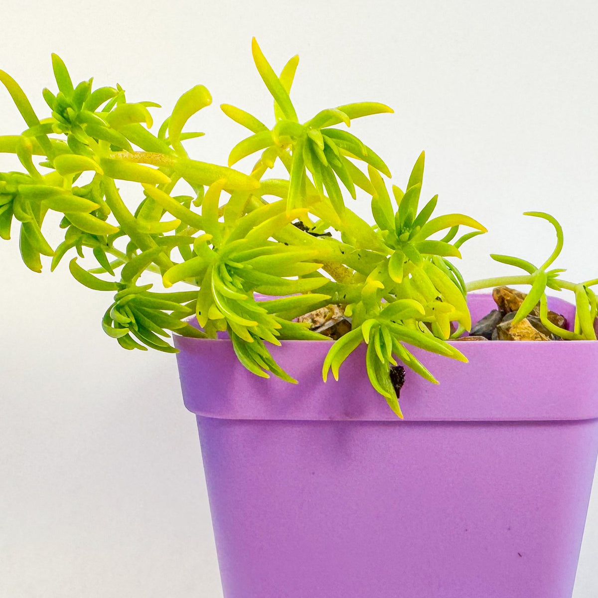 Lemon Coral Sedum in Pink Pot, Bright Lime Succulent, Hardy Mini Potted Plant, UK Grown Small Plant Gift
