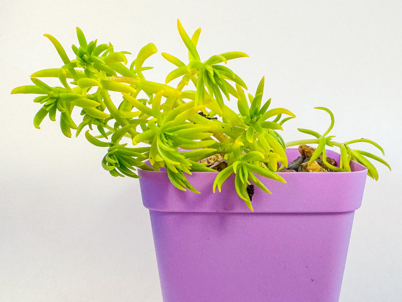 Lemon Coral Sedum in Pink Pot, Bright Lime Succulent, Hardy Mini Potted Plant, UK Grown Small Plant Gift