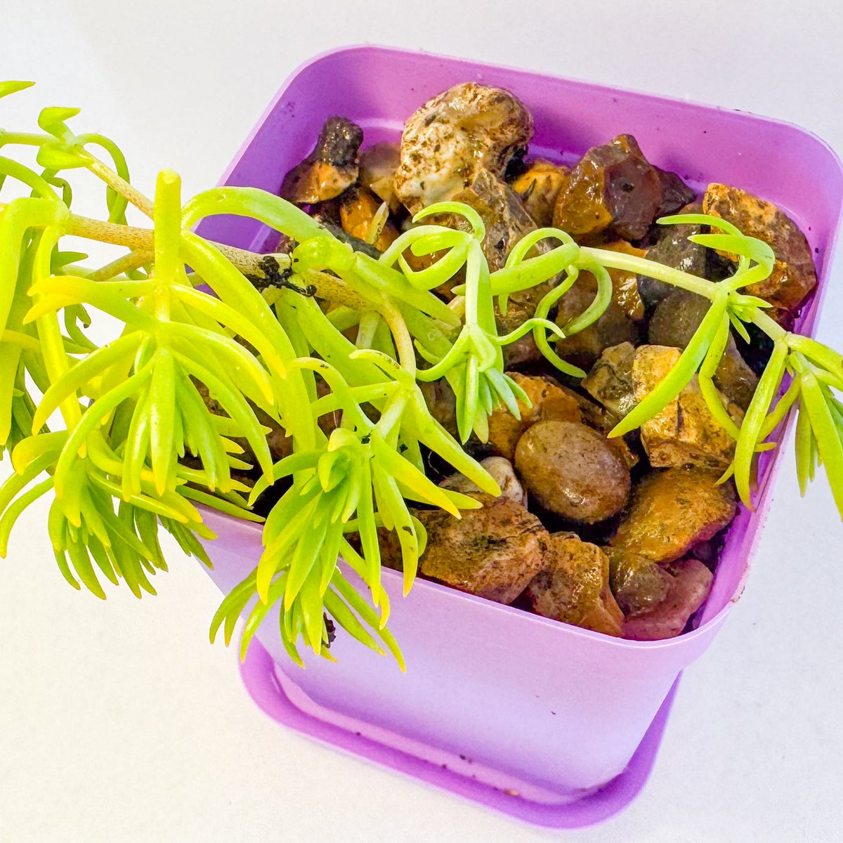 Lemon Coral Sedum in Pink Pot, Bright Lime Succulent, Hardy Mini Potted Plant, UK Grown Small Plant Gift