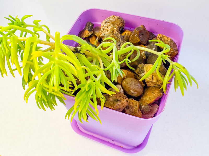 Lemon Coral Sedum in Pink Pot, Bright Lime Succulent, Hardy Mini Potted Plant, UK Grown Small Plant Gift