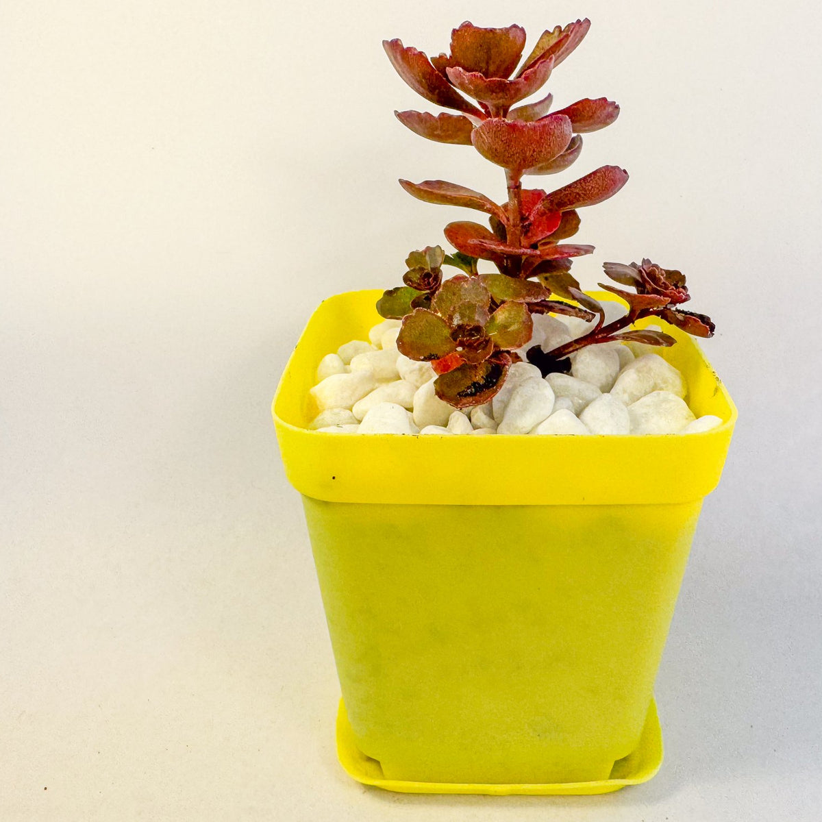 Sedum Coral Reef Succulent in Yellow Pot, Tetractinum Coral Reef, Hardy Mini Plant, UK Grown Small Plant Gift