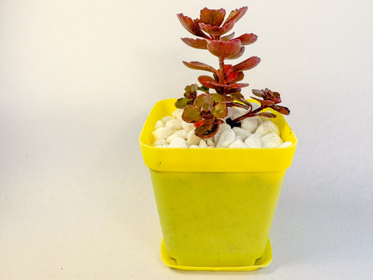 Sedum Coral Reef Succulent in Yellow Pot, Tetractinum Coral Reef, Hardy Mini Plant, UK Grown Small Plant Gift