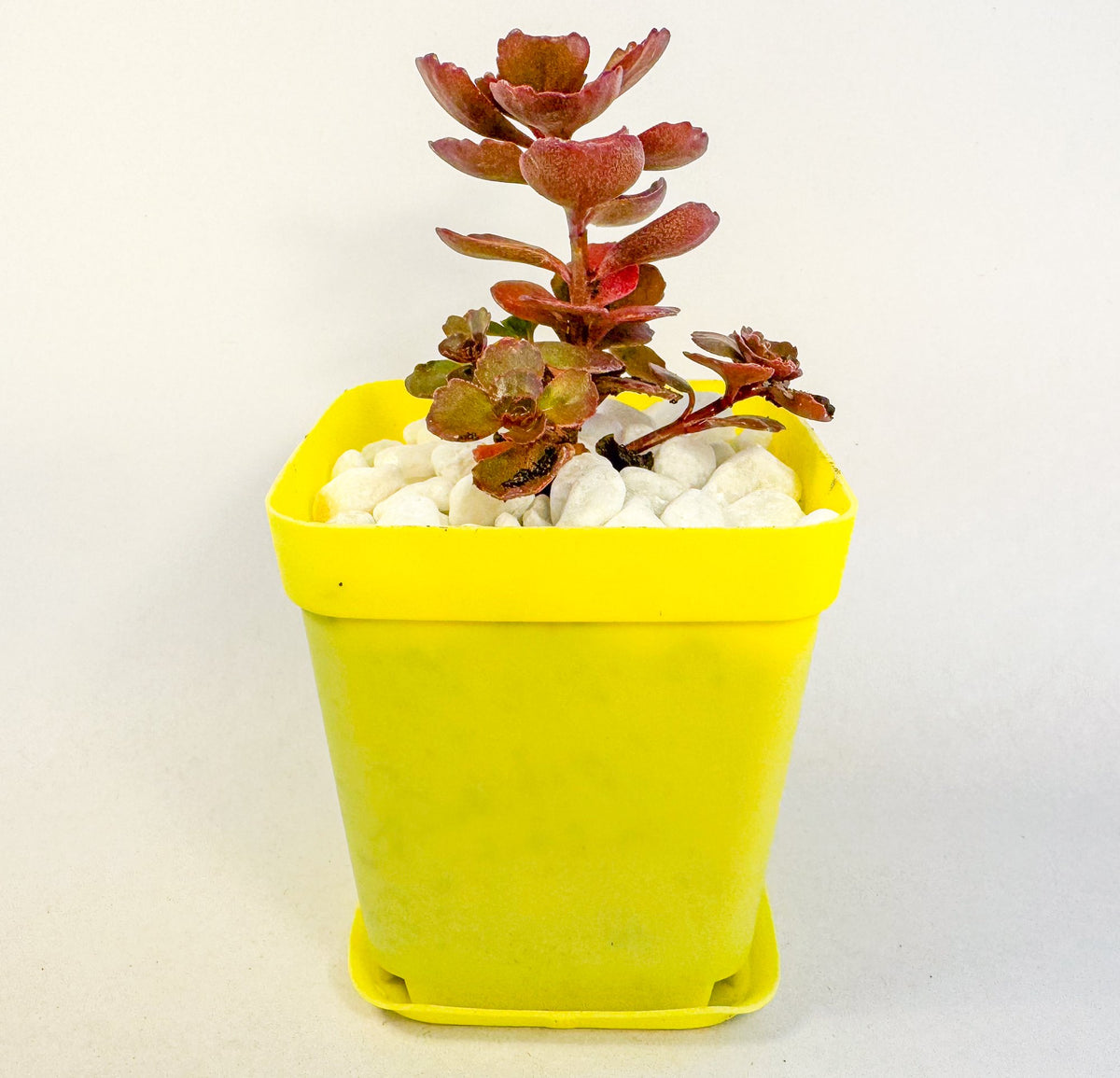 Sedum Coral Reef Succulent in Yellow Pot, Tetractinum Coral Reef, Hardy Mini Plant, UK Grown Small Plant Gift