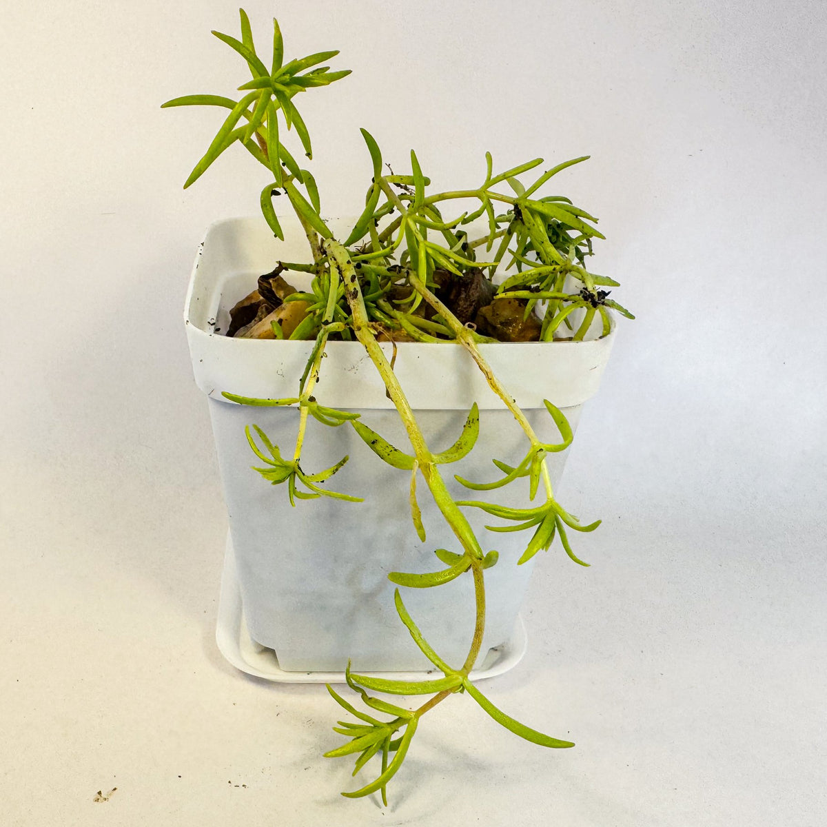 Mini Succulent Gift Set in Colourful Plant Pots, Potted Sedum & Houseleek Plants, UK Grown Secret Santa Gift