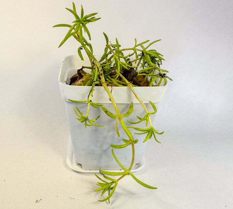 Mini Succulent Gift Set in Colourful Plant Pots, Potted Sedum & Houseleek Plants, UK Grown Secret Santa Gift