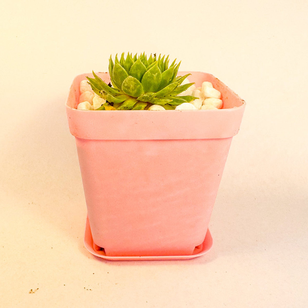 Sempervivum Hens and Chicks in White Pot, Houseleek Succulent, Hardy Mini Potted Plant, UK Grown Plant Gift