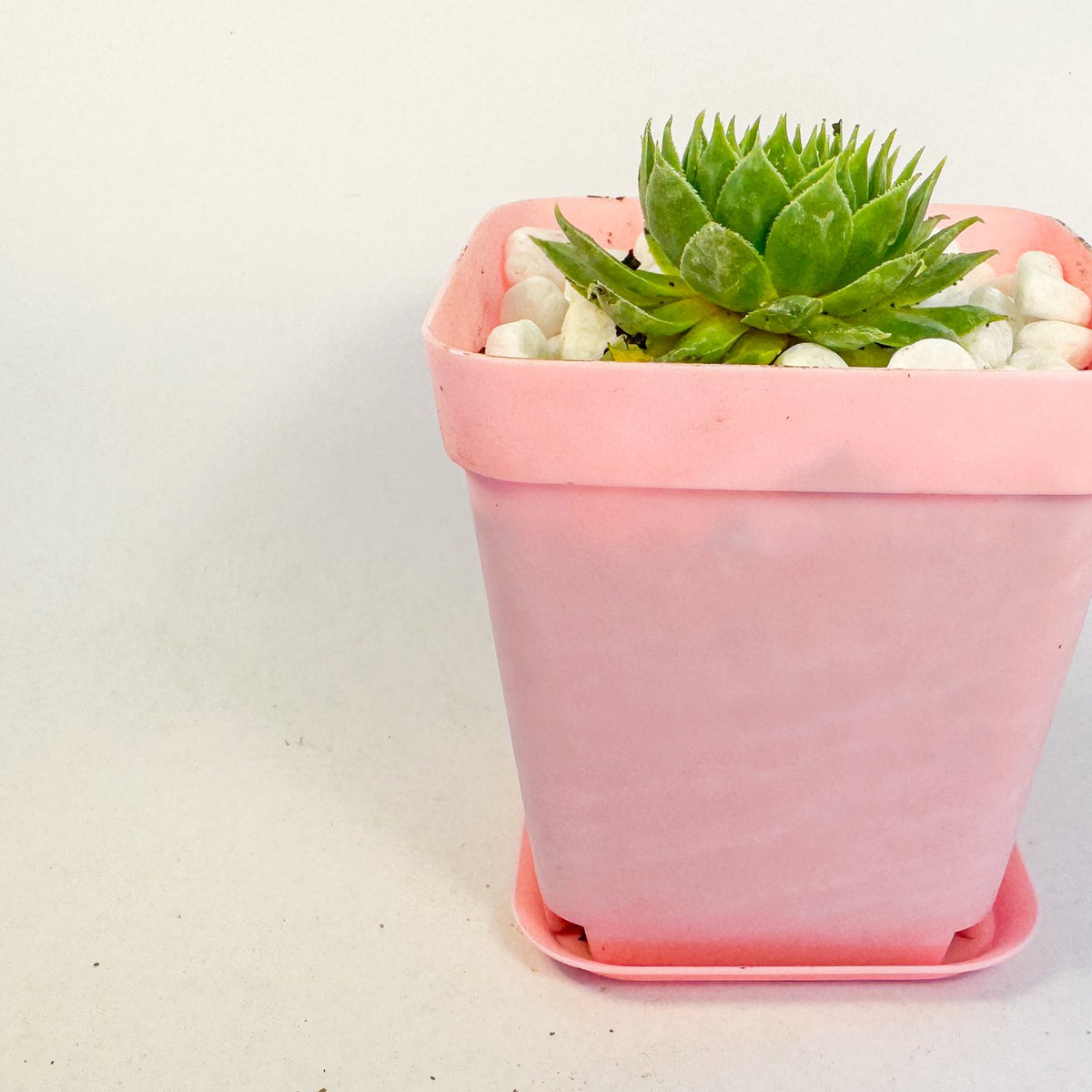 Sempervivum Hens and Chicks in White Pot, Houseleek Succulent, Hardy Mini Potted Plant, UK Grown Plant Gift