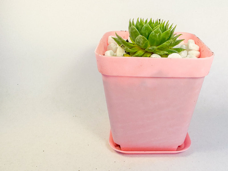 Sempervivum Hens and Chicks in White Pot, Houseleek Succulent, Hardy Mini Potted Plant, UK Grown Plant Gift