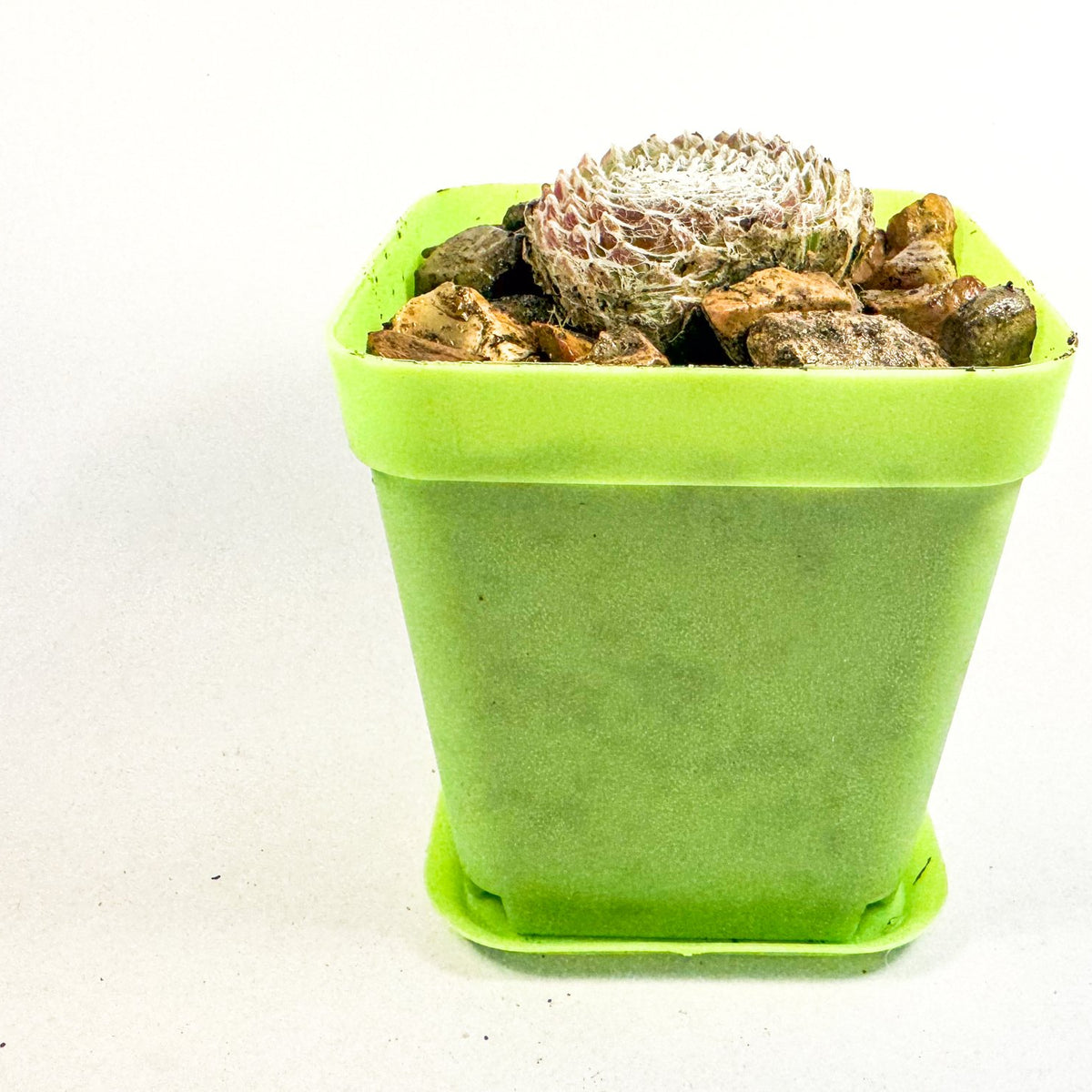 Mini Succulent Gift Set in Colourful Plant Pots, Potted Sedum & Houseleek Plants, UK Grown Secret Santa Gift
