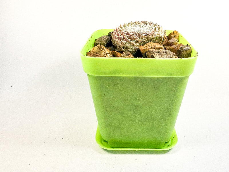 Mini Succulent Gift Set in Colourful Plant Pots, Potted Sedum & Houseleek Plants, UK Grown Secret Santa Gift