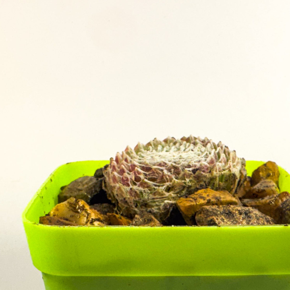 Cobweb Houseleek in Green Pot, Sempervivum Arachnoideum Succulent, Hardy Mini Plant, UK Grown Plant Gift