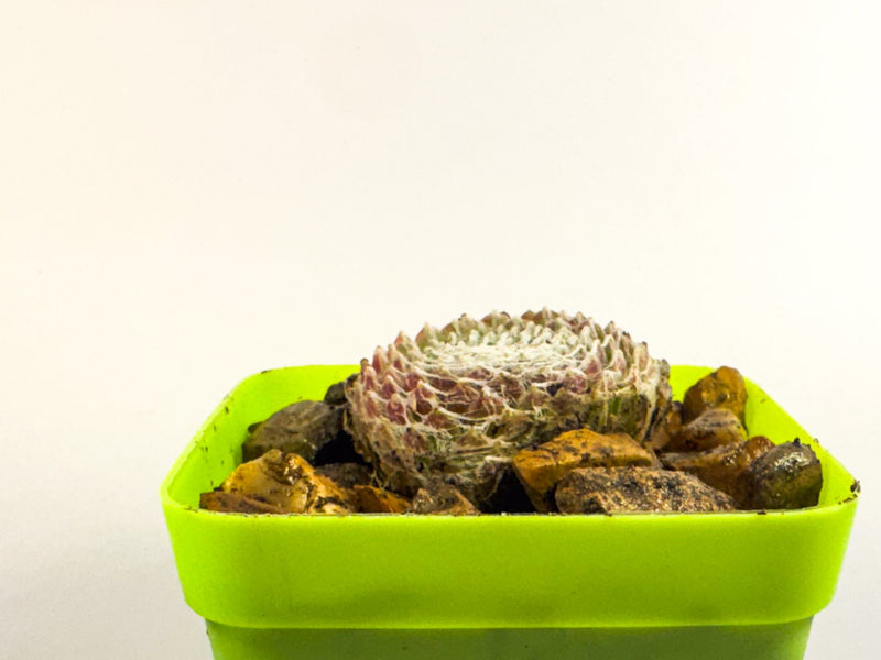 Cobweb Houseleek in Green Pot, Sempervivum Arachnoideum Succulent, Hardy Mini Plant, UK Grown Plant Gift