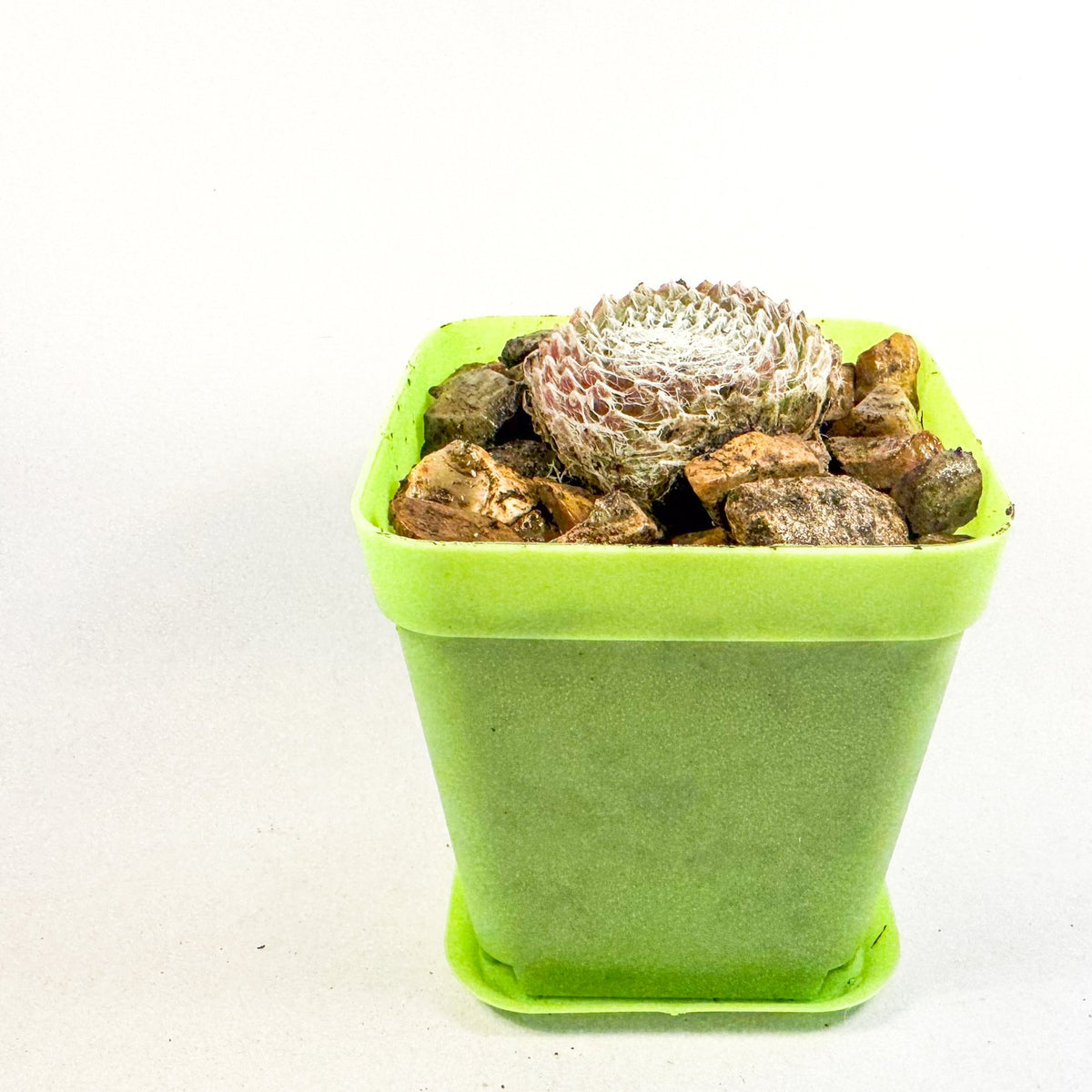 Cobweb Houseleek in Green Pot, Sempervivum Arachnoideum Succulent, Hardy Mini Plant, UK Grown Plant Gift