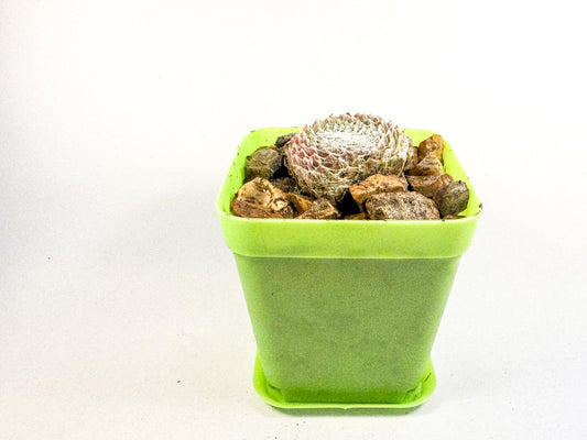 Cobweb Houseleek in Green Pot, Sempervivum Arachnoideum Succulent, Hardy Mini Plant, UK Grown Plant Gift