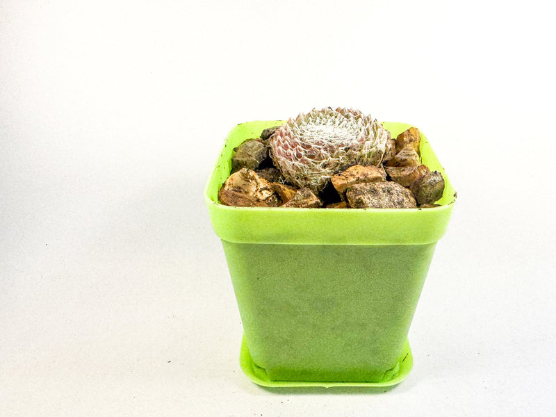 Cobweb Houseleek in Green Pot, Sempervivum Arachnoideum Succulent, Hardy Mini Plant, UK Grown Plant Gift