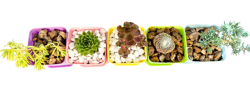 Mini Succulent Gift Set in Colourful Plant Pots, Potted Sedum & Houseleek Plants, UK Grown Secret Santa Gift
