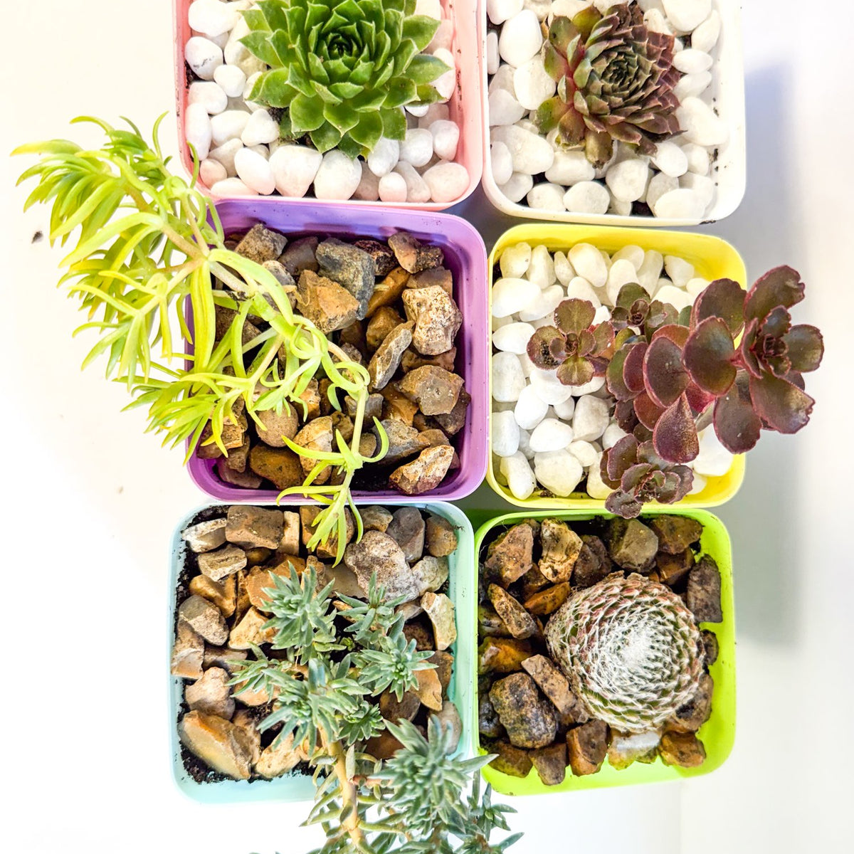 Mini Succulent Gift Set in Colourful Plant Pots, Potted Sedum & Houseleek Plants, UK Grown Secret Santa Gift
