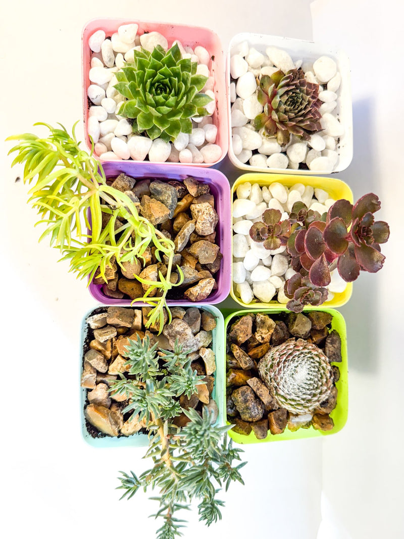 Mini Succulent Gift Set in Colourful Plant Pots, Potted Sedum & Houseleek Plants, UK Grown Secret Santa Gift