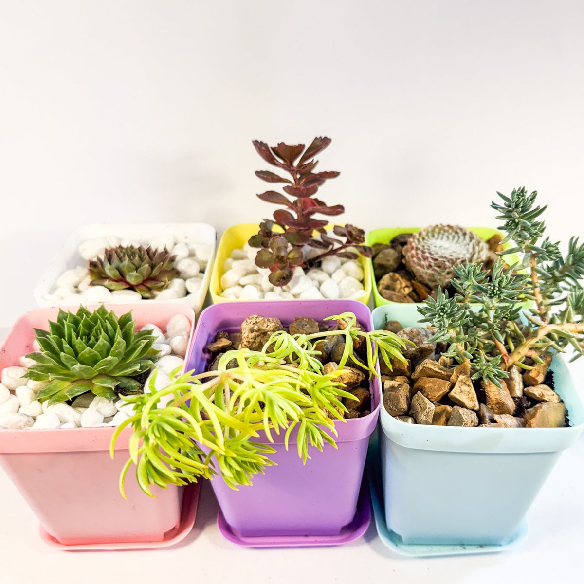 Cobweb Houseleek in Green Pot, Sempervivum Arachnoideum Succulent, Hardy Mini Plant, UK Grown Plant Gift