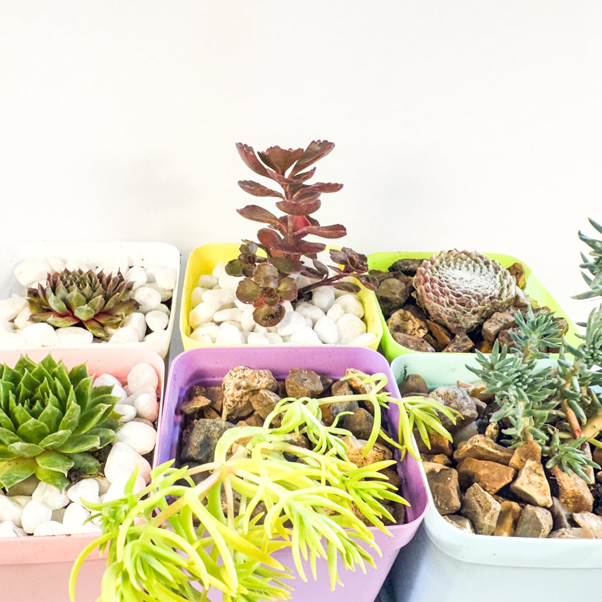 Mini Succulent Gift Set in Colourful Plant Pots, Potted Sedum & Houseleek Plants, UK Grown Secret Santa Gift