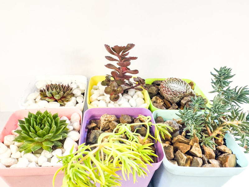 Mini Succulent Gift Set in Colourful Plant Pots, Potted Sedum & Houseleek Plants, UK Grown Secret Santa Gift