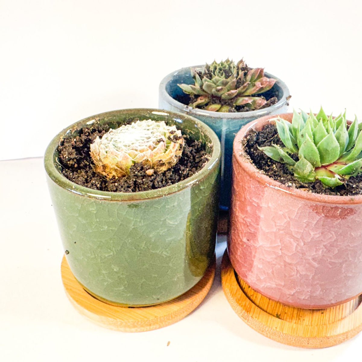Houseleek Succulent in Crackle Glaze Ceramic Pot with Bamboo Tray, Colourful Desk Plant, UK Grown Plant Gift