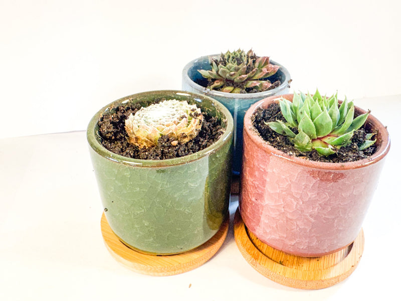 Houseleek Succulent in Crackle Glaze Ceramic Pot with Bamboo Tray, Colourful Desk Plant, UK Grown Plant Gift