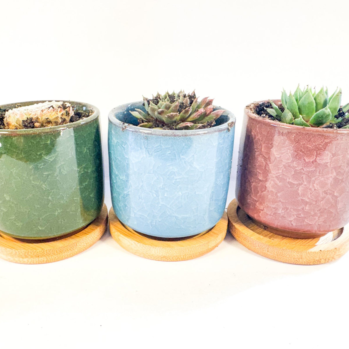 Houseleek Succulent in Crackle Glaze Ceramic Pot with Bamboo Tray, Colourful Desk Plant, UK Grown Plant Gift