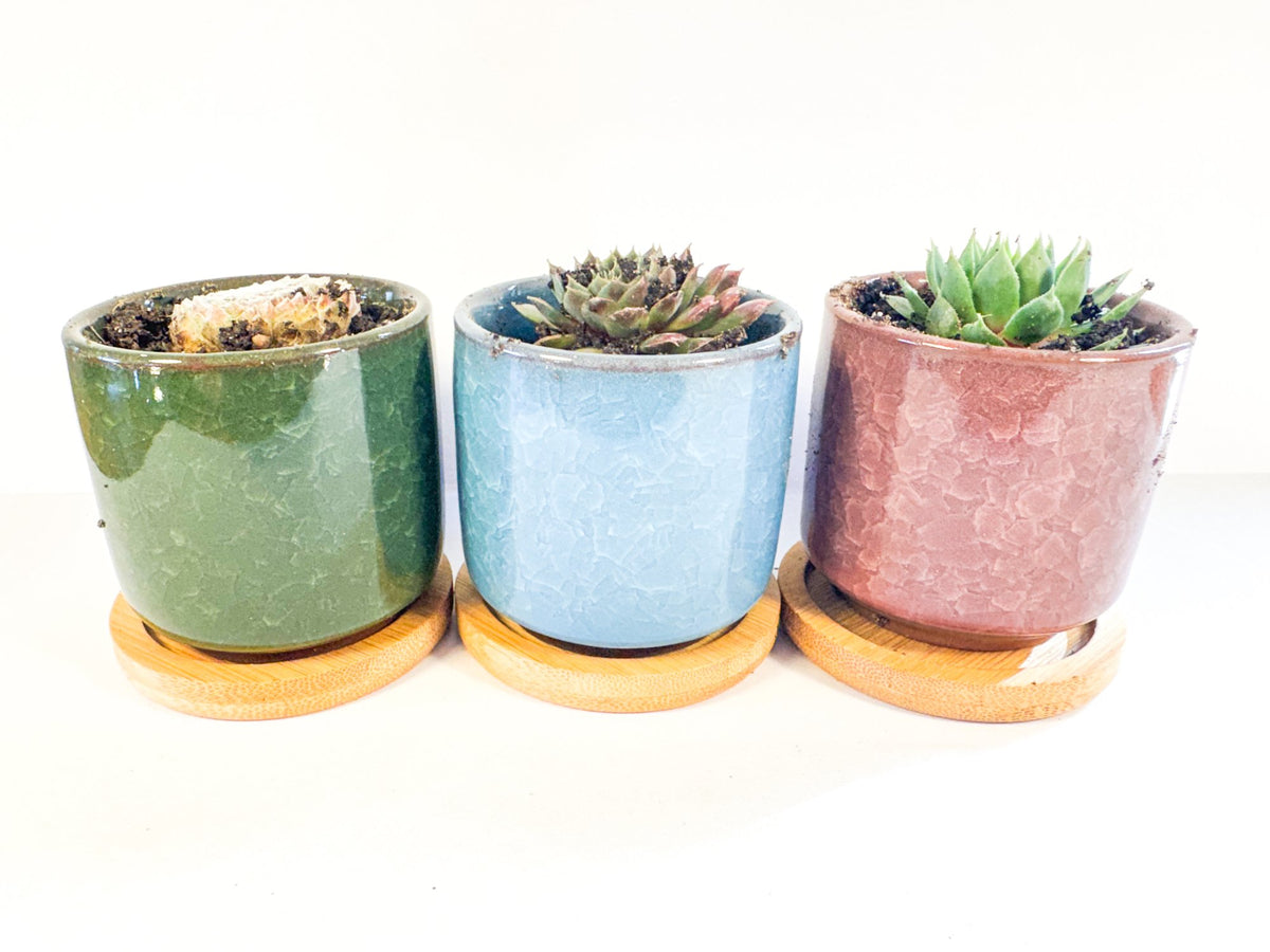 Houseleek Succulent in Crackle Glaze Ceramic Pot with Bamboo Tray, Colourful Desk Plant, UK Grown Plant Gift