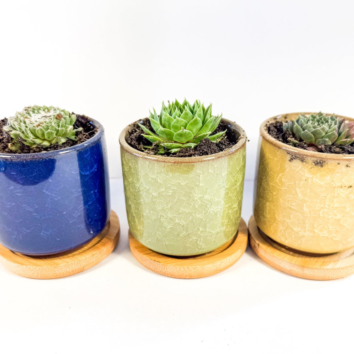 Houseleek Succulent in Crackle Glaze Ceramic Pot with Bamboo Tray, Colourful Desk Plant, UK Grown Plant Gift