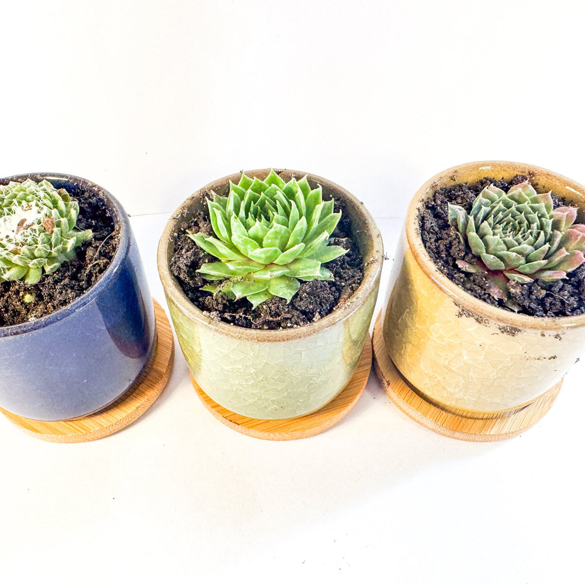 Houseleek Succulent in Crackle Glaze Ceramic Pot with Bamboo Tray, Colourful Desk Plant, UK Grown Plant Gift