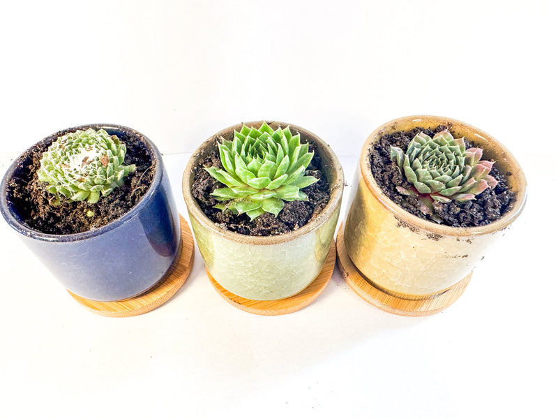 Houseleek Succulent in Crackle Glaze Ceramic Pot with Bamboo Tray, Colourful Desk Plant, UK Grown Plant Gift