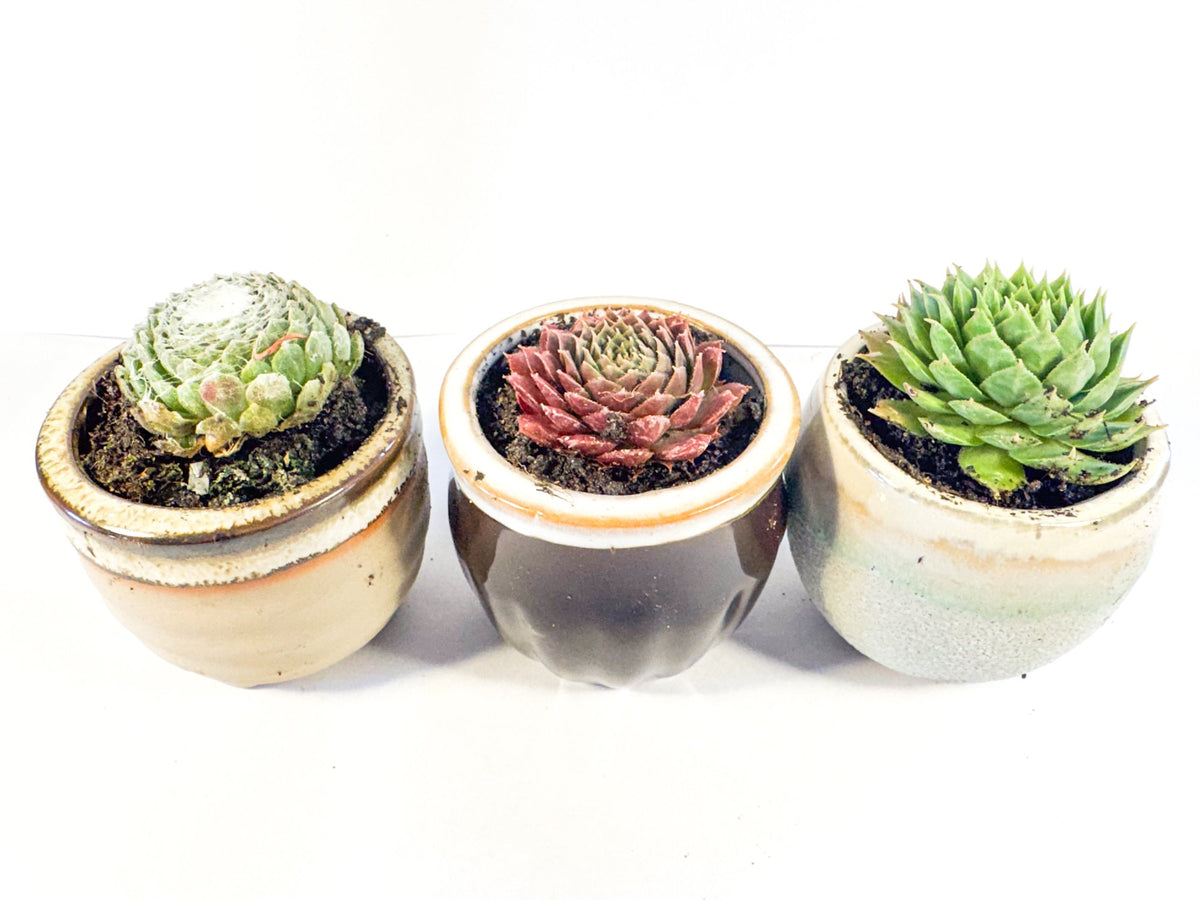 Houseleek Succulent in Ceramic Plant Pot, Coffee Drip Glaze, Single or Set of 3, UK Grown Desk Plant Gift
